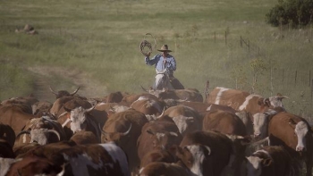 Israeli cowboy Golan Heights (Photo AP Ariel Schalit)